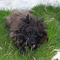 Cairn terrier Victor