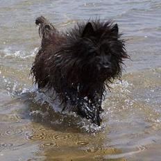 Cairn terrier Victor
