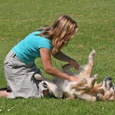 Golden retriever Nickie *Himmelhund*