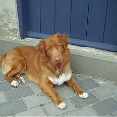 Nova scotia duck tolling retriever Kenzo