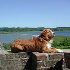 Nova scotia duck tolling retriever Murphy