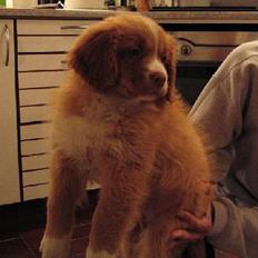 Nova scotia duck tolling retriever Murphy
