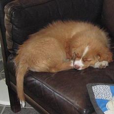 Nova scotia duck tolling retriever Murphy