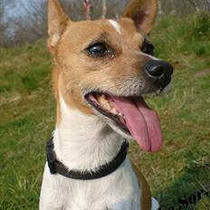 Dansk svensk gaardhund Mille 14./12.