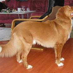 Nova scotia duck tolling retriever Koda