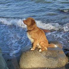 Nova scotia duck tolling retriever Koda