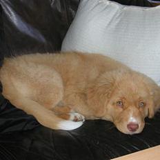 Nova scotia duck tolling retriever Koda