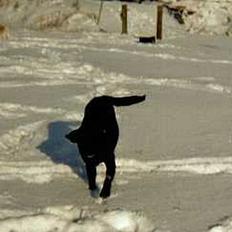 Labrador retriever Hubert's Gipsy