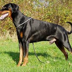 Dobermann Amigo (29/12/99-17/01-08)