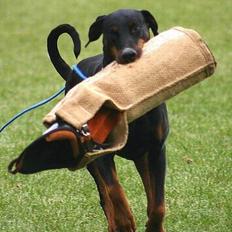 Dobermann Amigo (29/12/99-17/01-08)