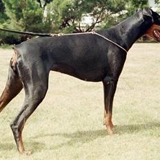 Dobermann Dina (22/02/98-24/09-07)