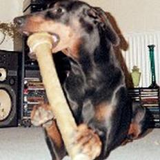 Dobermann Dina (22/02/98-24/09-07)
