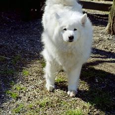 Samojedhund Windy