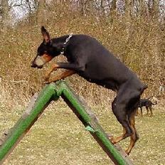 Dobermann Dina (22/02/98-24/09-07)