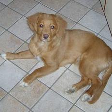 Nova scotia duck tolling retriever Fica