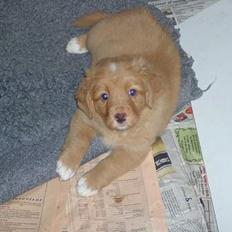 Nova scotia duck tolling retriever Fica