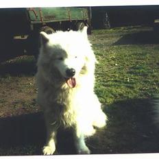 Samojedhund Freja (Dancing Duchess)