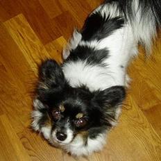 Papillon Alfi  *Død*