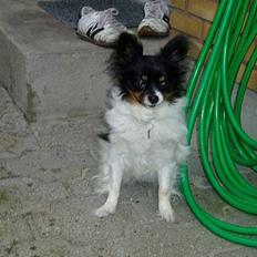 Papillon Alfi  *Død*