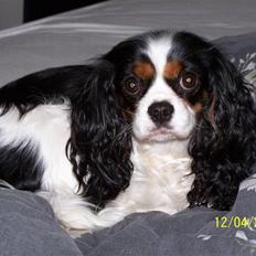 Cavalier king charles spaniel Birkedal's Mille