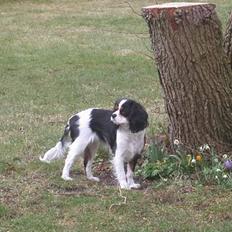 Cavalier king charles spaniel Birkedal's Mille