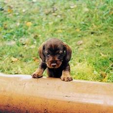 Gravhund A`tempos SVESKE