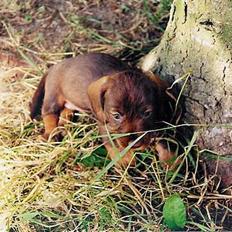 Gravhund A`tempos SVESKE