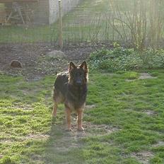 Schæferhund Langtoftens Gordon. R.I.P