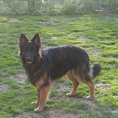 Schæferhund Langtoftens Gordon. R.I.P