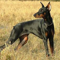 Dobermann Vega (Duna) *omplaceret*