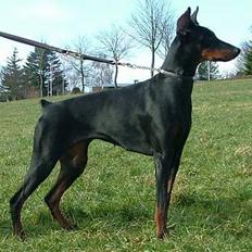 Dobermann Vega (Duna) *omplaceret*