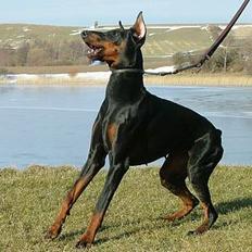 Dobermann Vega (Duna) *omplaceret*