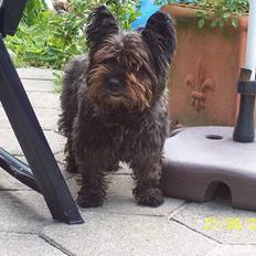 Blanding af racer /Westie blanding Mille