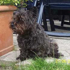 Blanding af racer /Westie blanding Mille