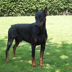 Dobermann Nashville Boy