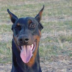 Dobermann Nashville Boy