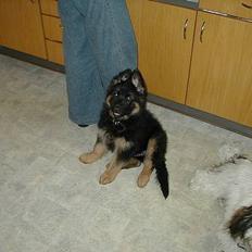 Schæferhund Langtoftens Gordon. R.I.P