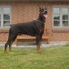 Dobermann Nashville Boy