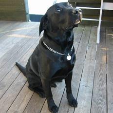 Labrador retriever Formel 1 Rolf