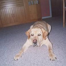 Labrador retriever Polly