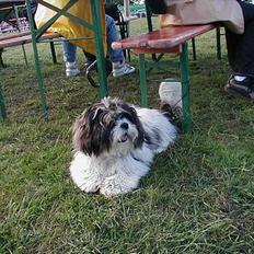 Lhasa apso Mille