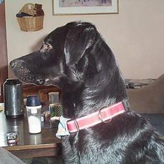 Blanding af racer Katja