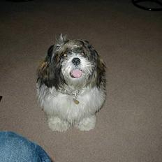 Lhasa apso Mille