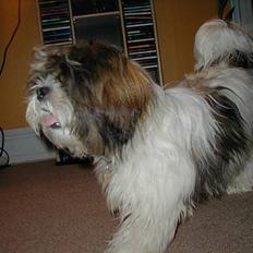 Lhasa apso Mille