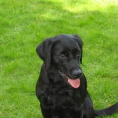Labrador retriever Bina skath <3