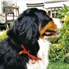 Berner sennenhund Bonita