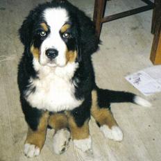 Berner sennenhund Bonita