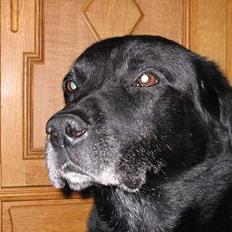 Labrador retriever Max *Aflivet* ;(