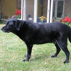 Labrador retriever Max *Aflivet* ;(