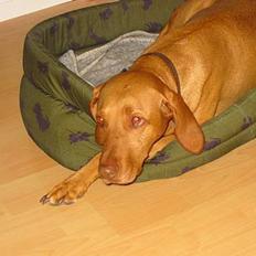 Vizsla Ikki
